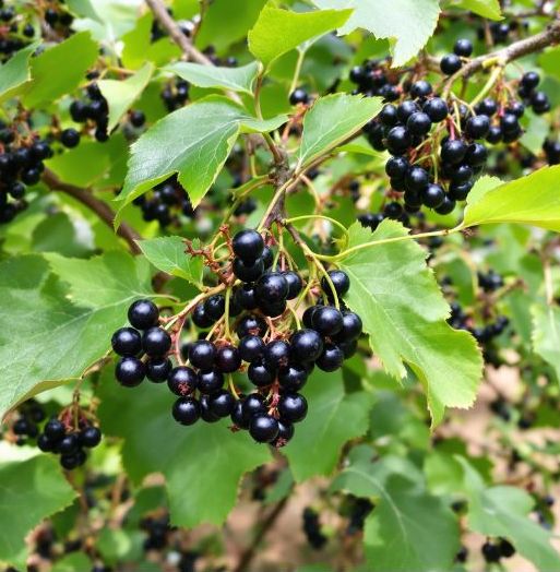 černý rybíz keř min